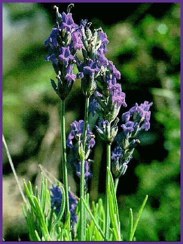 -El espliego (Lavandula spica) Espliego