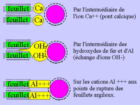 Twinstar : la solution antialgue miracle? Argilohumique