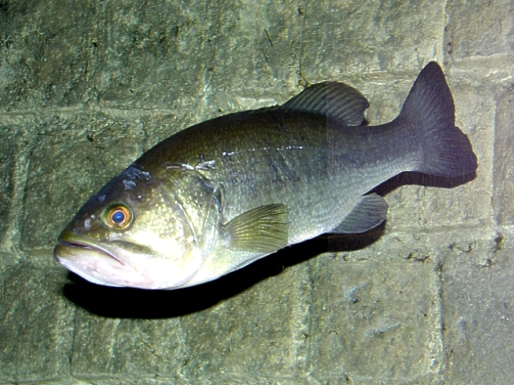 LA VIE DES POISSONS Blackbass