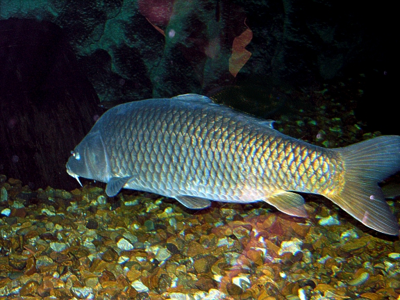 LA VIE DES POISSONS Cyprinuscarpio