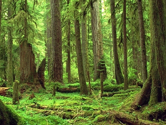 La Forêt       Foret