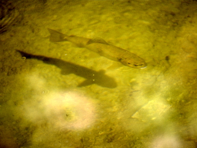 LA VIE DES POISSONS Salmonides