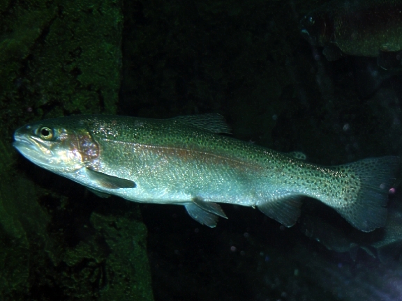 LA VIE DES POISSONS Truite