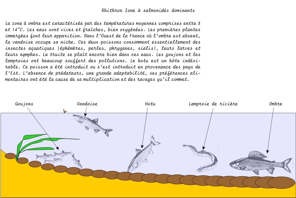 LA VIE DES POISSONS Zone%20ombre