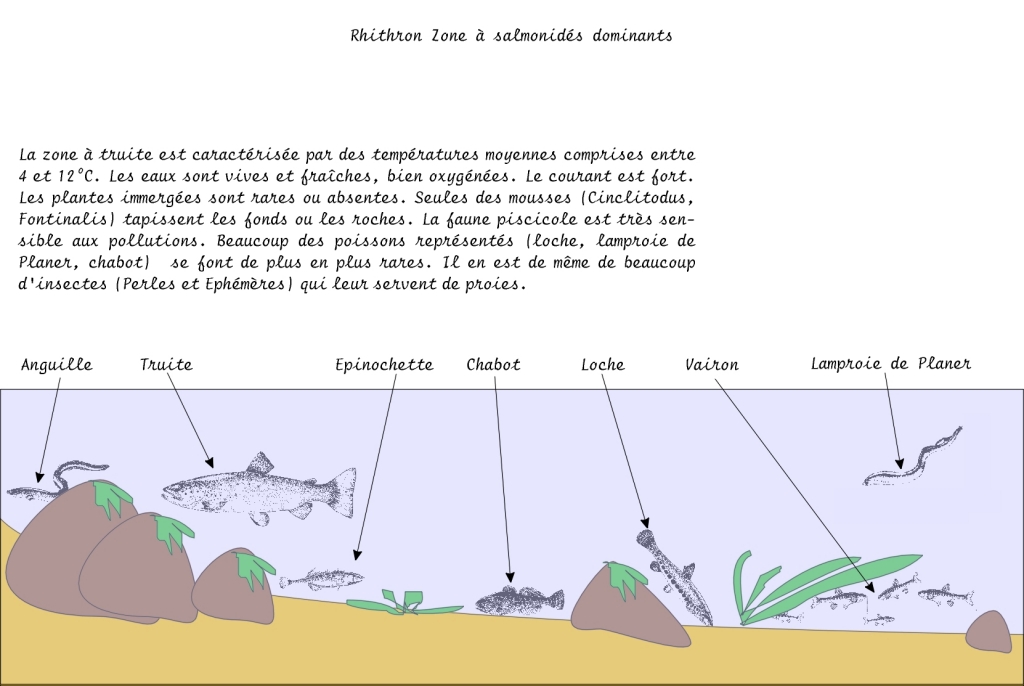 LA VIE DES POISSONS Zone%20truite