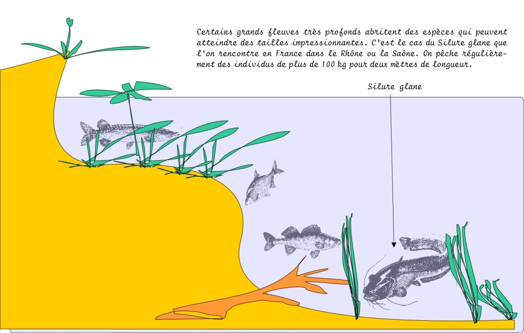 LA VIE DES POISSONS Zones%20profondes