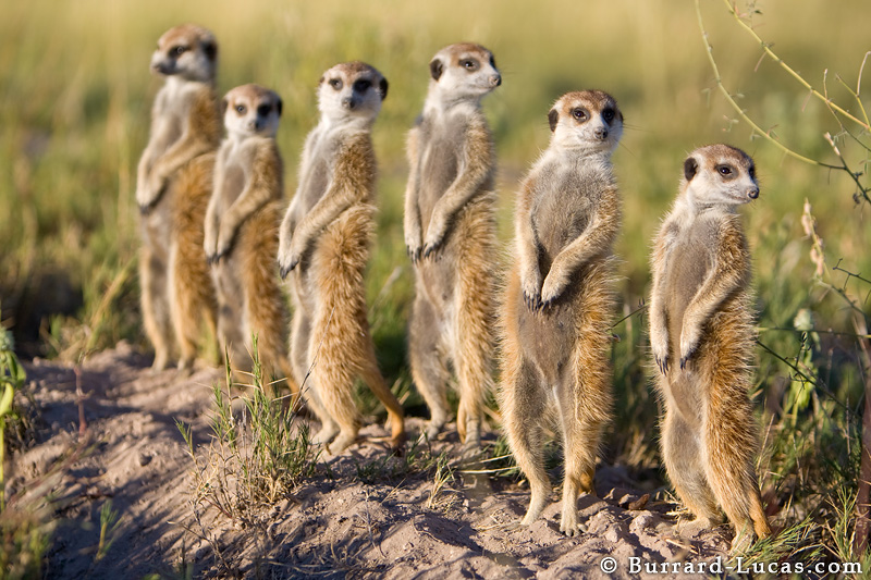 mes bestioles préférés :) Suricates