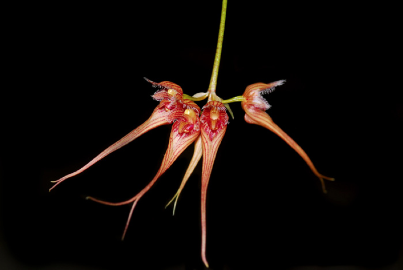 TÌNH YÊU LAN 3 - Page 35 Bulbophyllum_0020_sanguineopunctatum