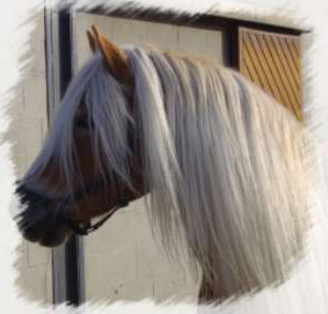 Images d'haflinger/fjords Haflinger1