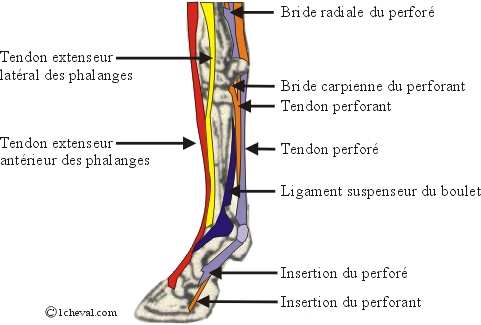 Jacaranda, le grand grisou ( qui blanchit !!) - Page 25 Tendons