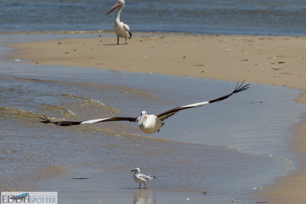 SYD - 08.02.2016 (viele Bilder) F81D7077