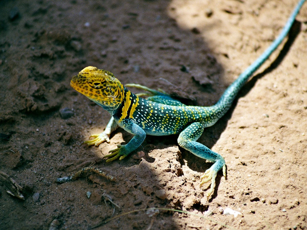 [PF]Les lézards sont en marche! Avec un peu de Reltho Edenpics-com_005-034-Lezard-bleu-aussi-appele-lezard-a-collier-Crotaphytus-collaris-Famille