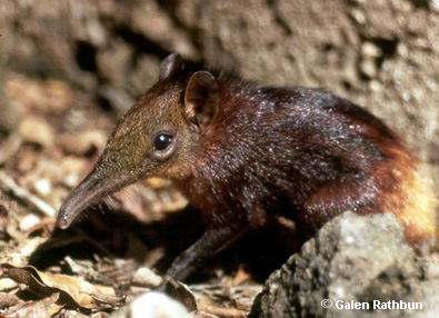 أكبر موسوعة عن الحيوانات المعرضة للأنقراض Golden-rumped-elephant-shre