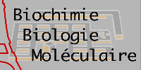 cours de Biochimie  LogoSiteBBM