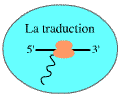 cours de Biologie Moléculaire  Logotraduc