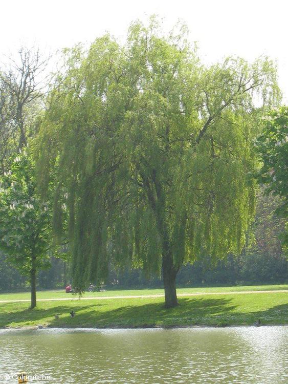 الأشجار = The Trees En-coloring-pictures-pages-photo-weeping-willow-p4868