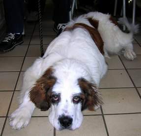 Le saint Bernard le meilleur ami des enfants! Chien2