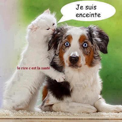 Images en tout genre - Page 3 Humour