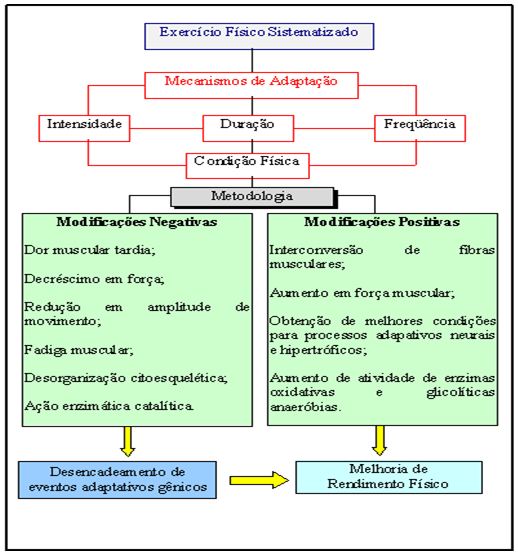 Adapta o Dos Tipos De Fibras Musculares
