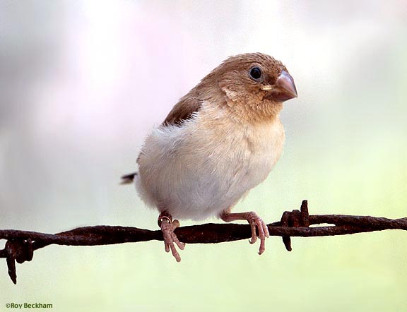 New Silverbill Finches Afsilverflg