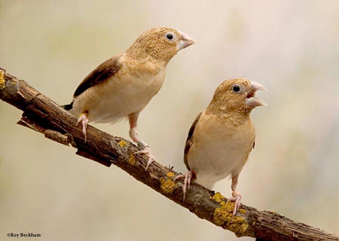 New Silverbill Finches Afsilverbill_pr