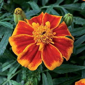 نبات القطيفة Marigold-Orange-Splash-Single