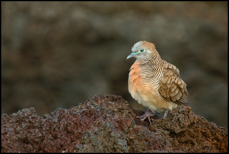 Zebra Dove   HI_ZebraDove03