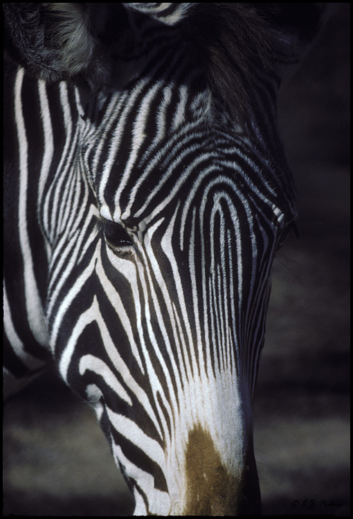 Cedarville Zoo's Animals NM_Zebra02