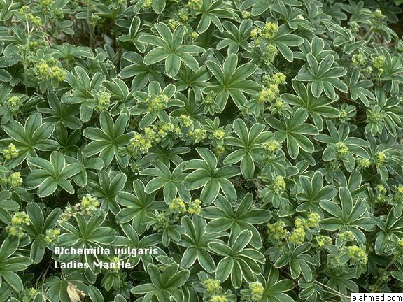  رجل الأسد _ ذنيان جبلى Alchemilla Valgaris Assad