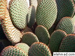 اكبر موسوعة للأعشاب الطبية Cactus