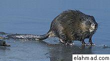 انواع وفوائد المسك Muskrat