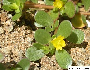 الرِجلة Portulaca_oleracea