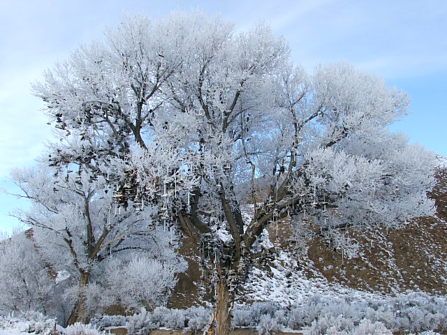 Imágenes graciosas - Página 3 Shoetree2