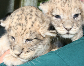 Les lions Lionceaux