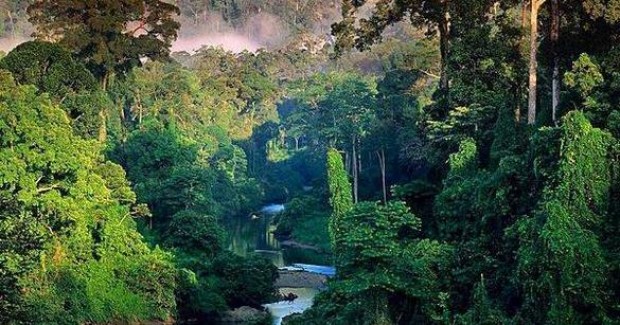 La selva   Paisaje-amazonia-e1276617114285