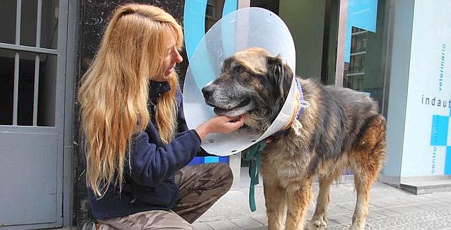 Perro apaleado por su dueño, justicia para Goliath! Perro-curado--647x331