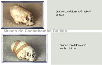 Hallan cementerio de cuerpos con cráneos alargados Gua_museo_cochabamba