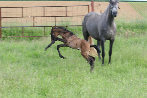 * Magnifiques photos de chevaux * Poulain_2009_2_gr