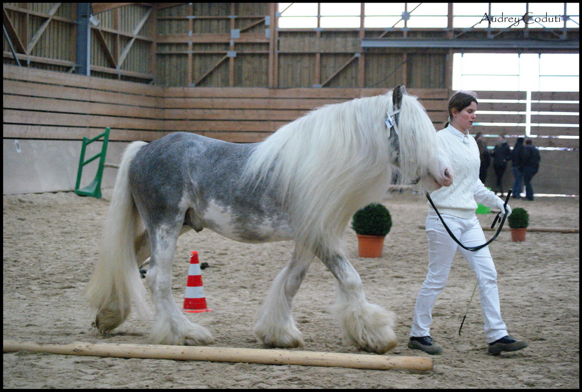 Frisons, irish cob et gypsian (à venir !) - Page 2 Concours-irish-cob-france-897