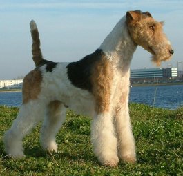 Fox Terrier à poil dur 862