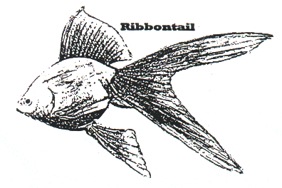 Tipos de Aleta Caudal del Goldfish Graham1c