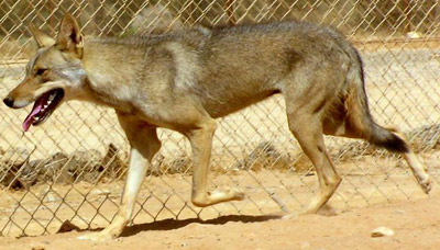 Lobo árabe Lobo-arabe