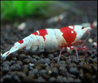 Anyone help with keeping shrimps Ss-grade-crystal-red-shrimp-crs__87051_zoom