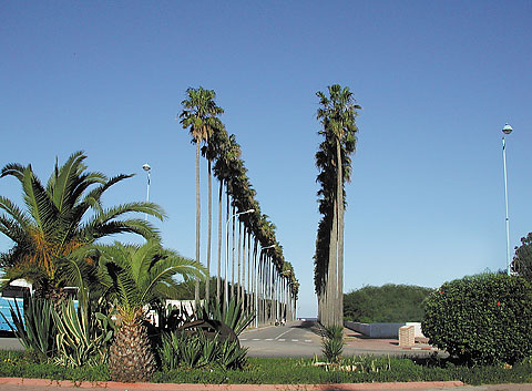 صور من المغرب................مدينة الجديدة (صور رائعة) Av-nakhil