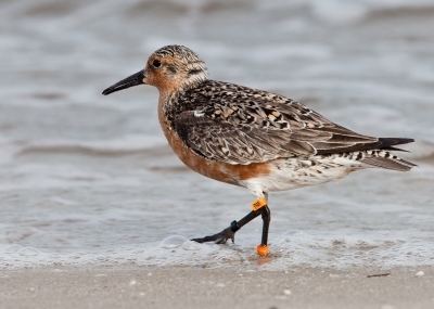 Campaña en redes sociales invita a volar con las  AvesPlayeras migratorias Aves_playeras_migratorias_b-95_de_jan_van_de_kam