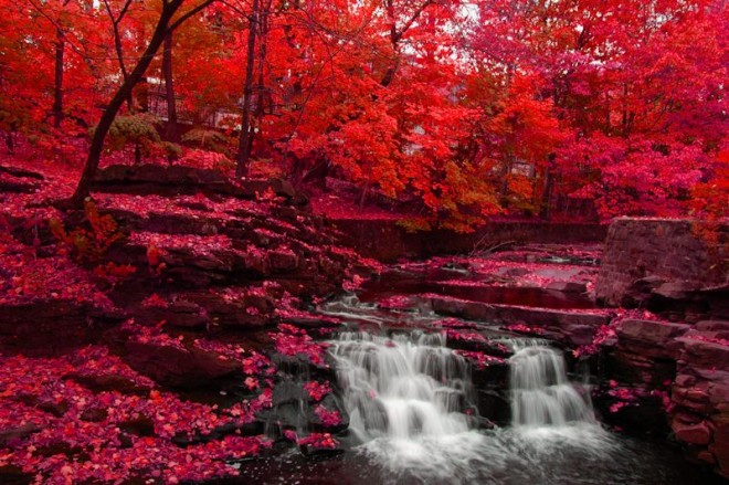 EL MUNDO EN TODO SU ESPLENDOR - Página 7 El-rojo-en-la-naturaleza4