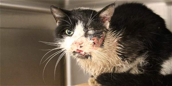 Bart el gato que regresa a casa tras ser atropellado, dado por muerto por un veterinario y enterrado IMAGEN-15161140-2