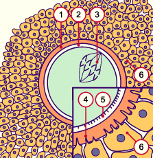 L'ovulation D1g1_primoozyteSpindel