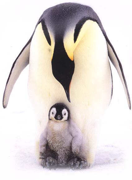 பெண் குயின் (Penguin) படங்கள். - Page 2 Emperor