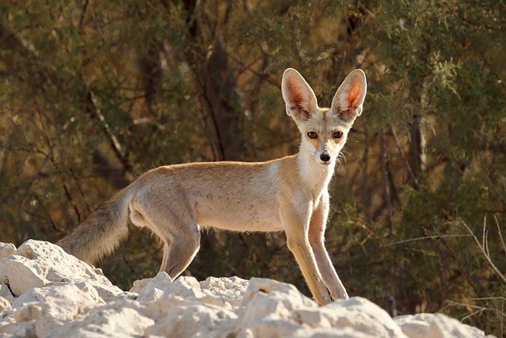 ثعلب روبل او ثعلب الرمال Image-mammal-vulpes-rueppellii-sabaea